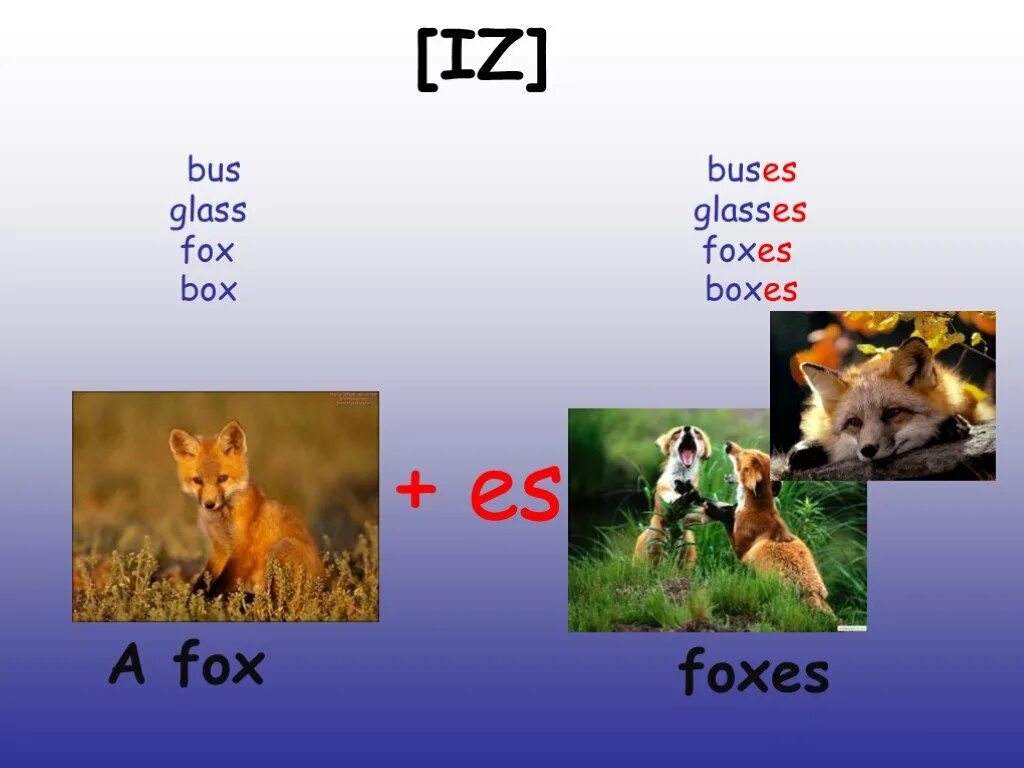 Fox rule. Fox лиса транскрипция. Лисы лису правило. Fox an или a. Fox's или Fox'es.