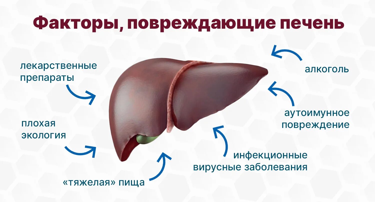 Почему проблемы с печенью. Почему проблемы с печенью