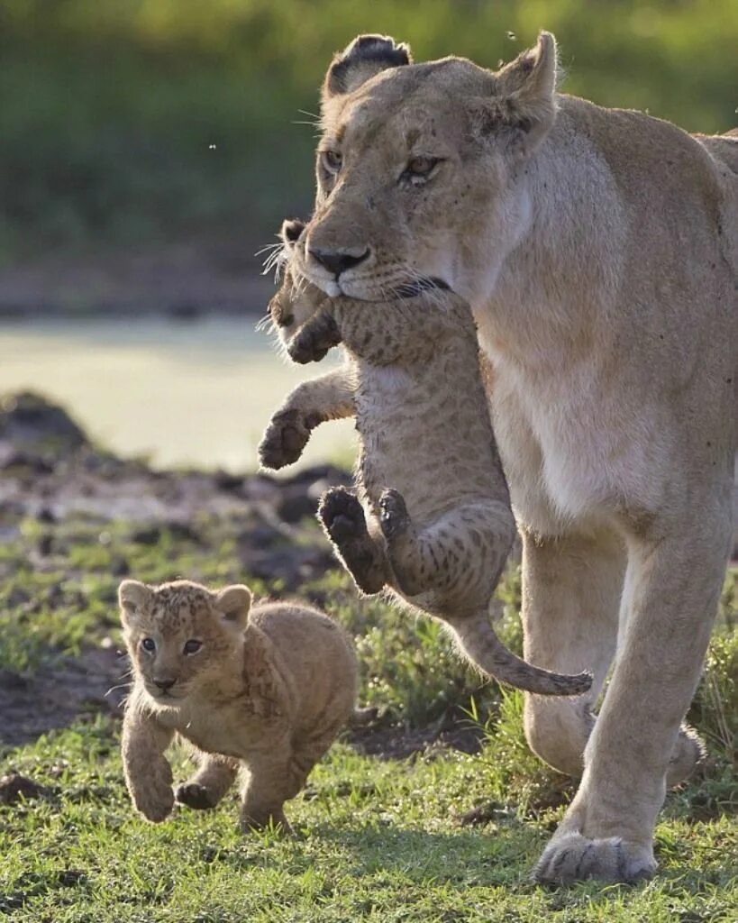 Львица. Львица с детенышем. Львица и Львенок. Мама животные.