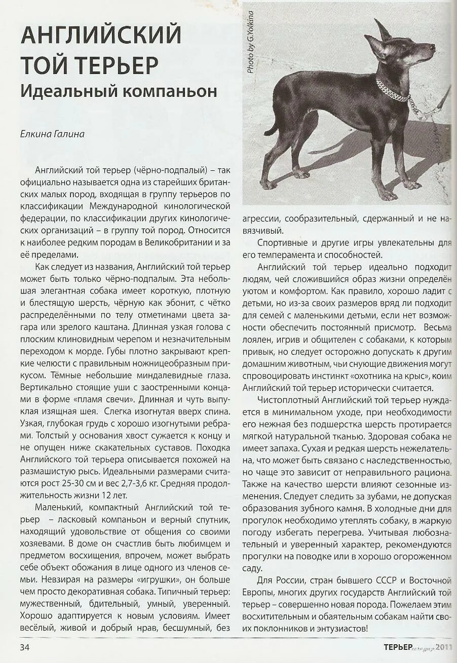 английский той-терьер рост. размер той терьера по месяцам. английский той-терьер описание. сколько весит мини той терьер. сколько весит мини той терьер.