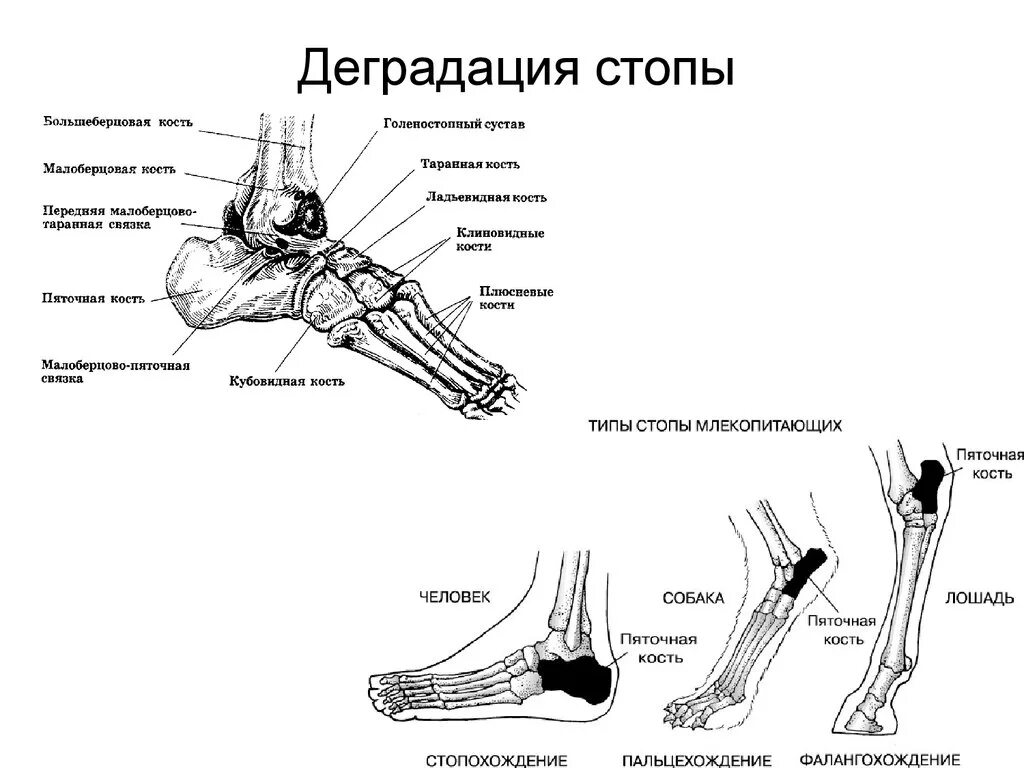 Часть голеностопного сустава. Голеностопный сустав анатомия строение кости. Таранная кость голеностопного сустава. Костное строение голеностопа. Строение голеностопного сустава рисунок.