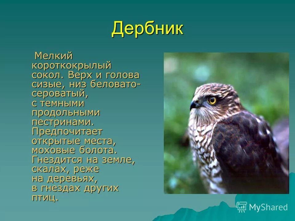 Растения и животные красной книги республики бурятия. Сокол дербник красная книга. дербник красная книга бурятии. животные бурятии занесённые в красную. птицы бурятии из красной книги.