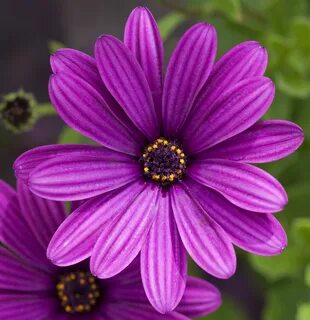 But flowers