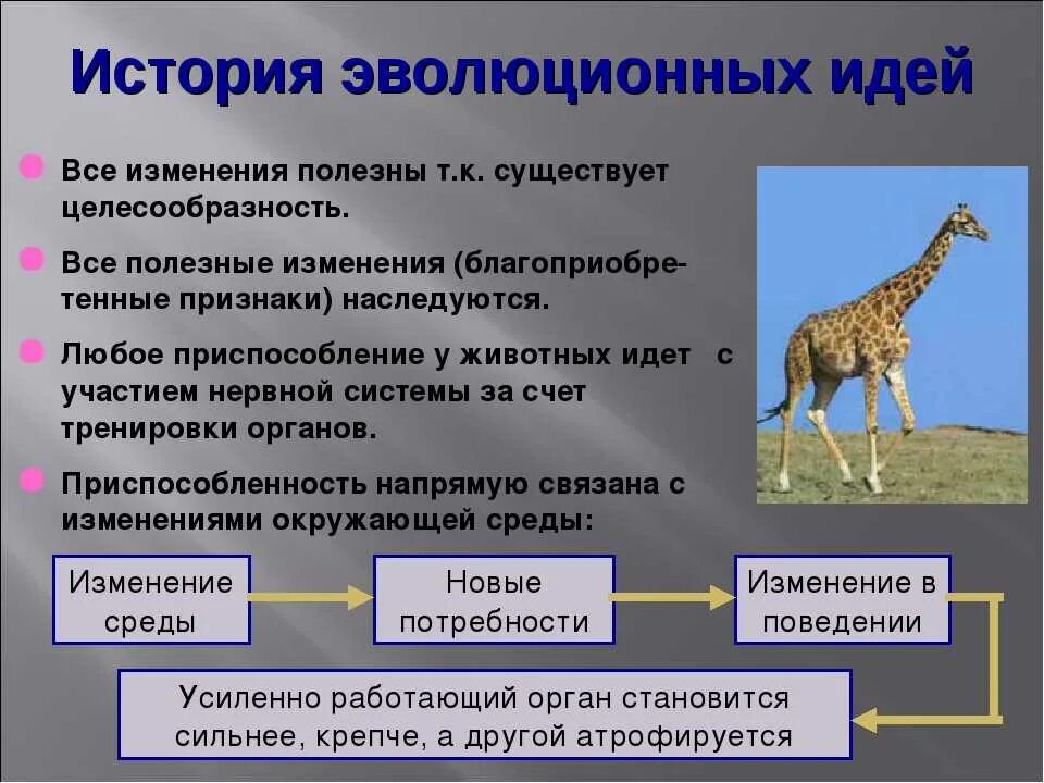 Эволюционная биология это. Эволюция это в биологии. История развития эволюционных идей. Эволюционные изменения. Теория эволюции в биологии.