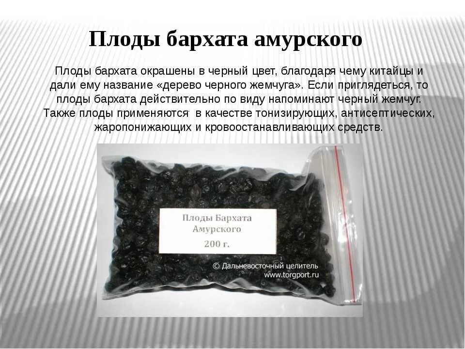 Бархат полезные свойства. Амурский бархат ягоды лечебные. Амурский бархат польза. Бархат амурский. Бархатное дерево.