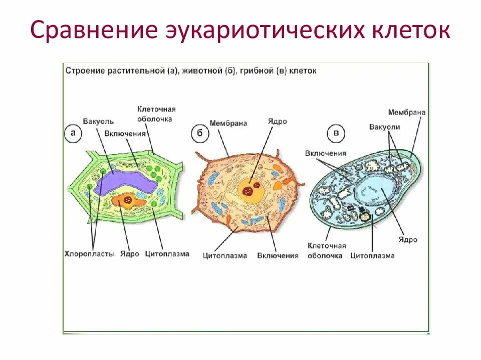 Клеточные признаки