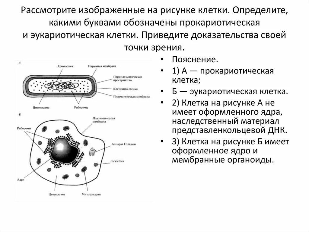 Появление прокариотической клетки. Схема прокариотической и эукариотической клеток. Наследственный аппарат прокариотической клетки. 1. Строение прокариотической клетки. Общий план строения эукариотической клетки.