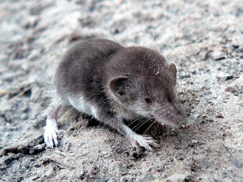 Черная мышь полевка. Полевка подземная псковской области. Полевая крыса. Ушастая мышь. Земляная мышь.