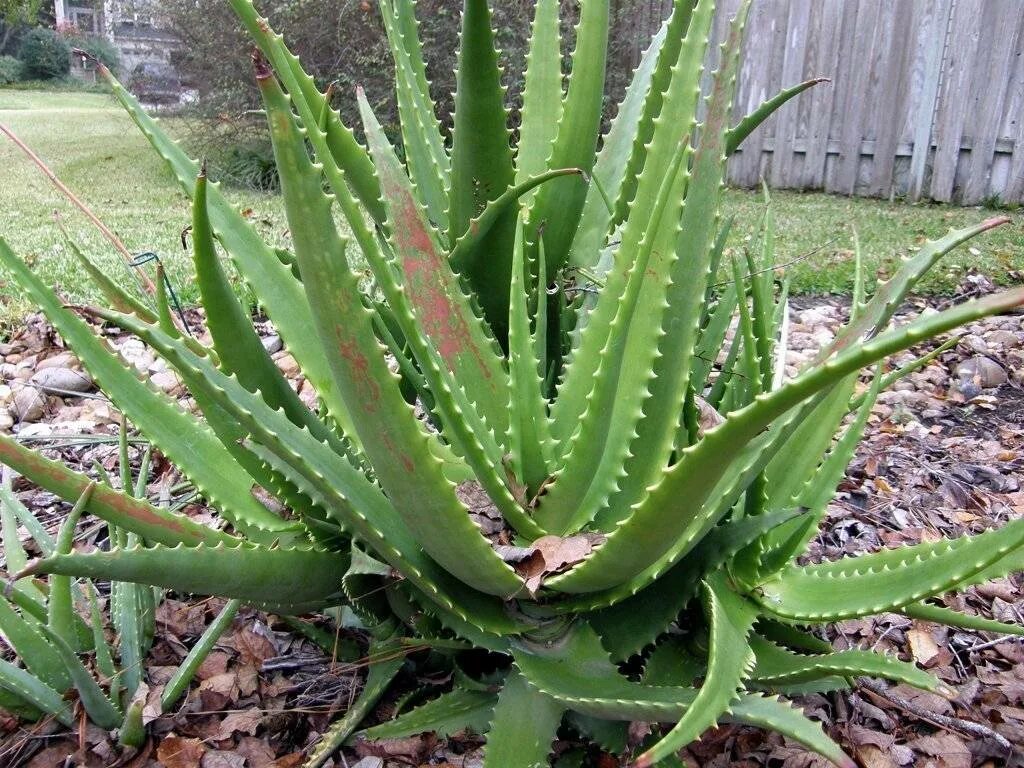 Алоэ вера aloe vera. Алоэ древовидное (aloe arborescens). Листья алоэ вера барбаденсис миллер. Алоэ вера цветок столетник. Цветок алоэ столетник.