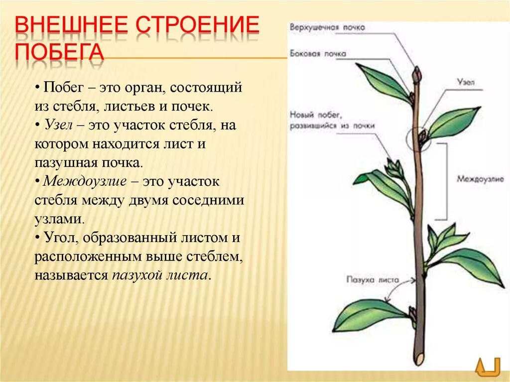 3 побегом называют. ПАЗУШНАЯ почка побег стебель. Строение побега ПАЗУШНАЯ почка. Ботаника побег лист стебель. Строение побега черешок.