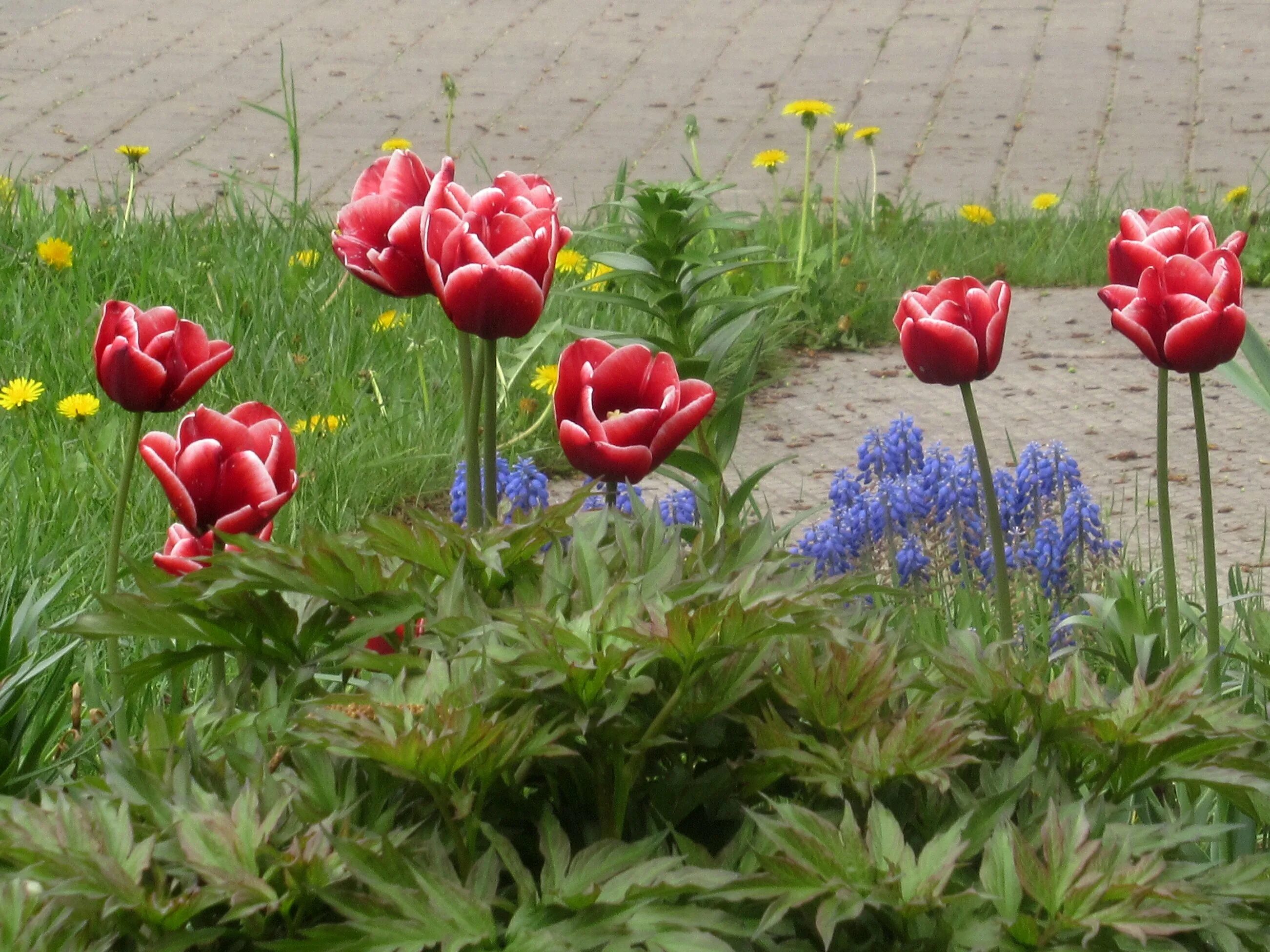Купить семена, растение - Рябчик императорский (Fritillaria imperialis) Травушка