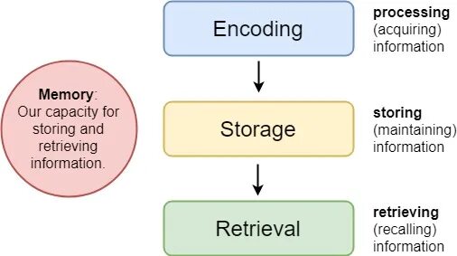 Memory process. Stages of the Memory process. Main Types of Human Memory. Энкодинг это.