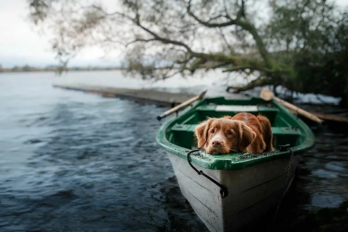 Собака в лодке мем Untitled Dog photography, Dog photograph, Dog adventure