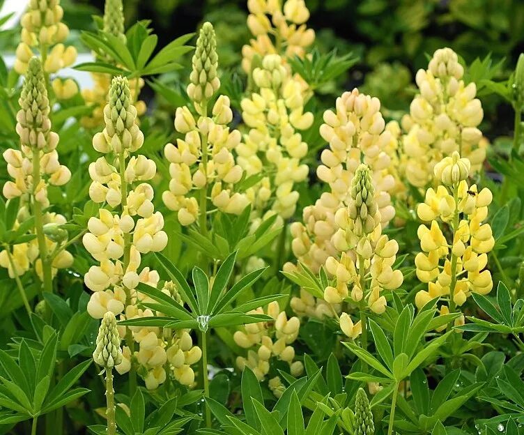 люпин аляскинский. люпин узколистный бобы. люпин бобовые. люпин многолистный «кастеллян». люпин гладиатор.