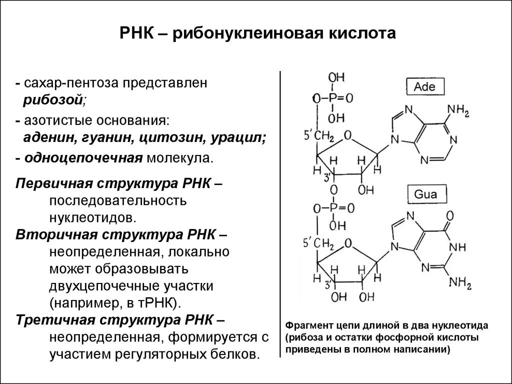 Структура рибонуклеиновых кислот биохимия. РНК строение и функции биохимия. Первичная структура РНК формула. Структура и функции РНК биохимия.