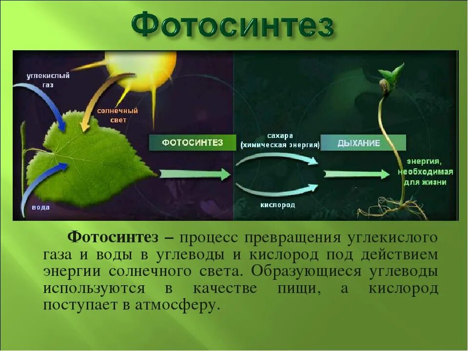 Глюкоза углекислый газ вода. Фотосинтез растений кратко. Фотосинтез 9 класс биология. Химические реакции процесса фотосинтеза. Фотосинтез это в биологии 9.