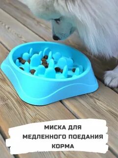 День миски