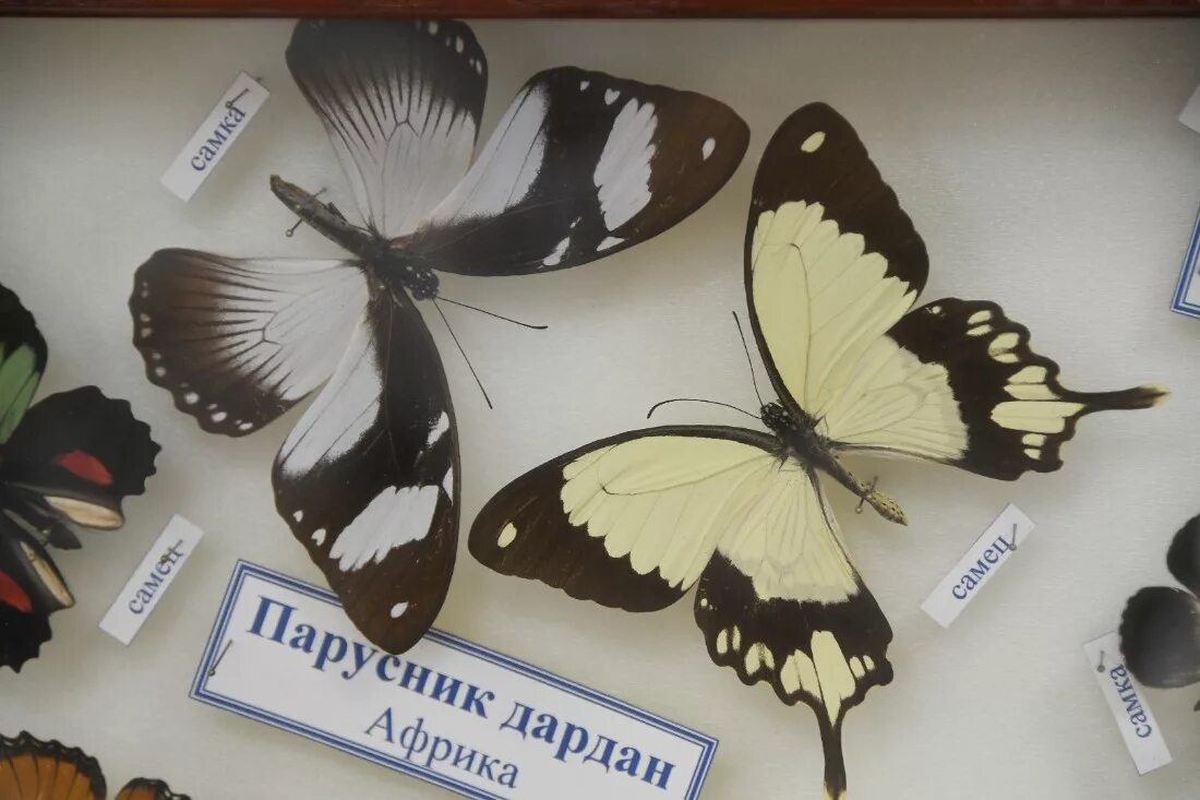 выставка бабочек челябинск. музей бабочек на вднх. выставка бабочек и пауков тула. выставка бабочек и пауков тула. сад живых тропических бабочек подольск.