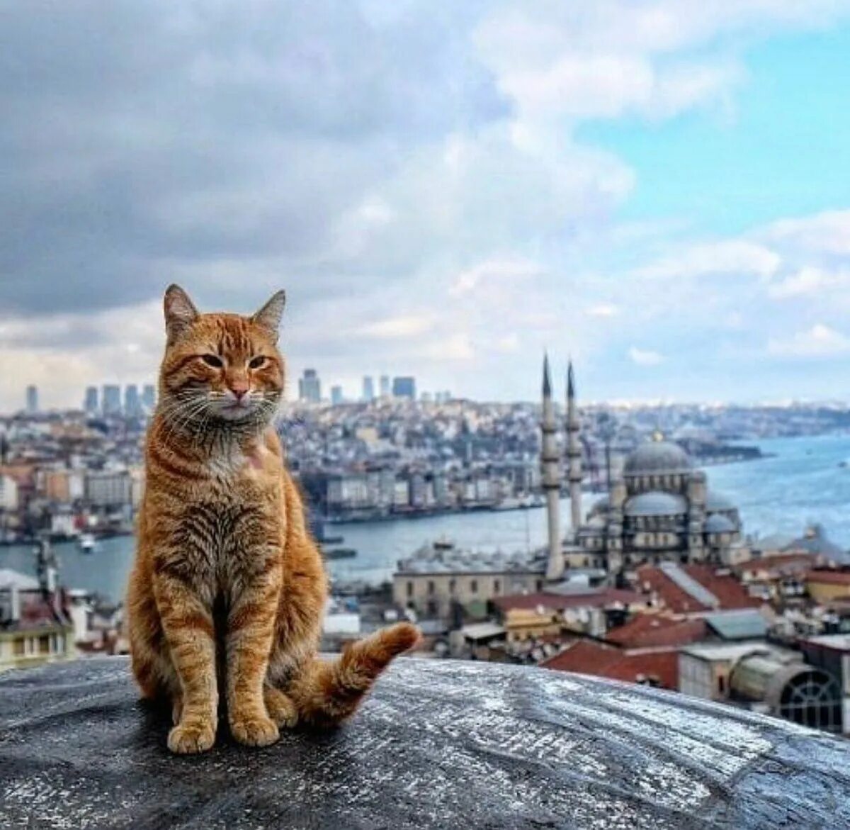 Turkey cats. Город кошек. Кот в Стамбуле. Стамбул город кошек. Турецкие кошки на улице.