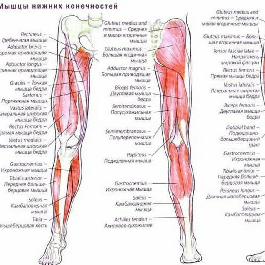 Мышцы нижней конечности анатомия строение. Мышцы ноги человека схема с названиями. Строение мышц на ноге спереди человека. Мышцы нижних конечностей человека анатомия. Почему ногу назвали ногой