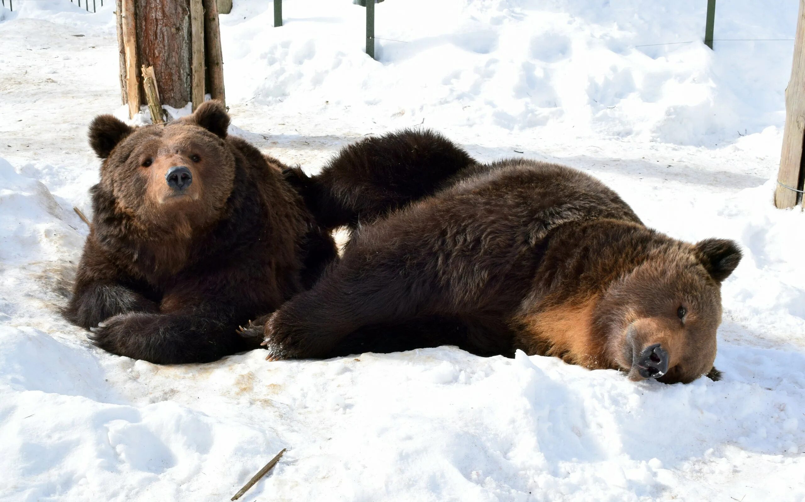 Когда просыпается медведь весной