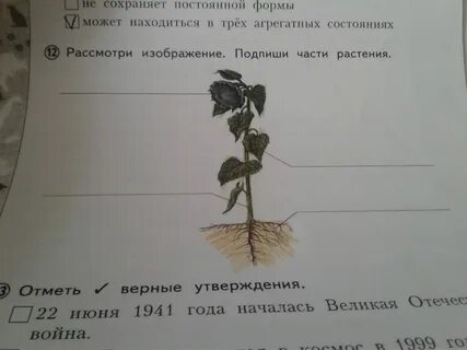 Подпиши рисунки используя слова