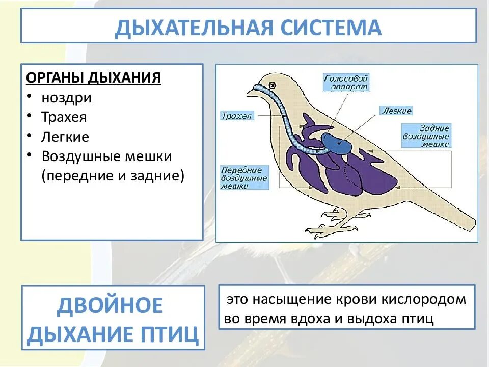 Дыхание птиц является. Дыхательная система птиц схема биология. Схема строения дыхательной системы птиц. Эволюция системы органов дыхания у птиц. Система органов дыхания птиц схема 7 класс.