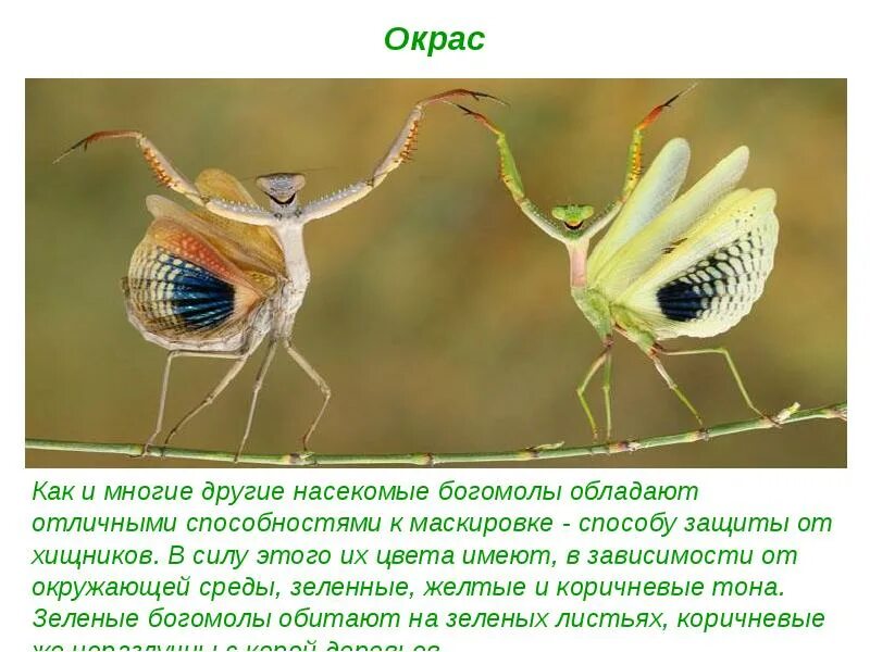 Особенность богомолов. Факты о богомолах. Интересные факты о богомоле. Богомол интересные факты для детей. Доклад про богомола.