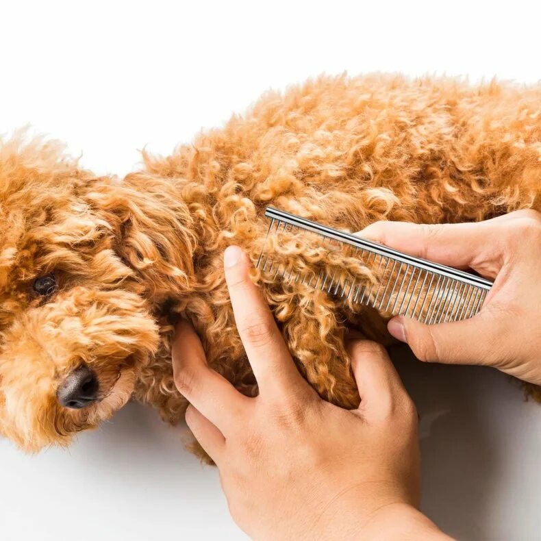 Ест шерсть. Для вычесывания шерсти у кошек. Вычесывание шпица. Кошку расчесывают. Груминг кошек.