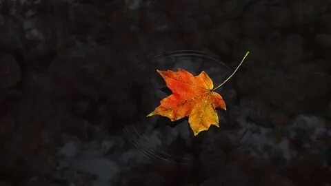 С неба падающий лист черный