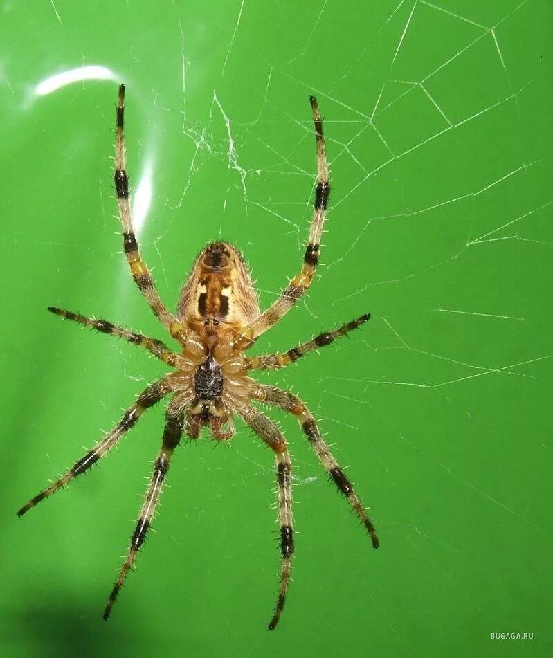 Паук крестовик самка. Боливийский паук скакун. Пчелообразные насекомые. Паучок. Австралийский тарантул.