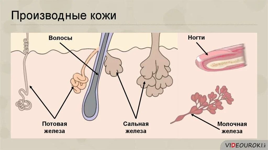 Сальные и потовые железы являются. Производные кожи потовые железы. Строение кожи потовая железа. Производные кожи человека биология 8 класс. Сальные железы кожи анатомия.