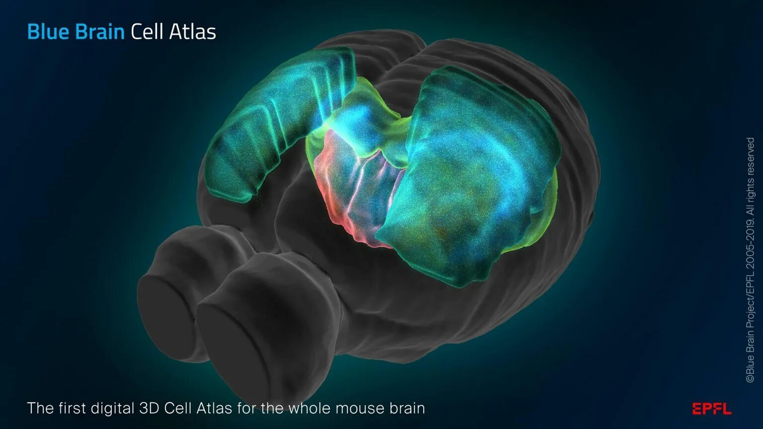 Brain project. Проект голубой мозг. Проект мозг Радевич. Mouse Brain Atlas. Blue Brain Project институт.