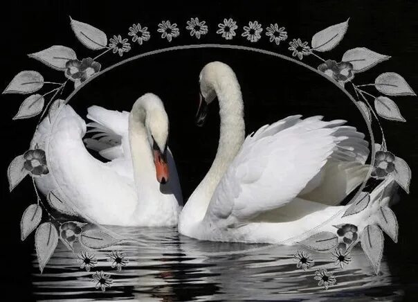 Два лебедя. Верность лебедей. Любовь и лебеди. Лебединая любовь и верность.