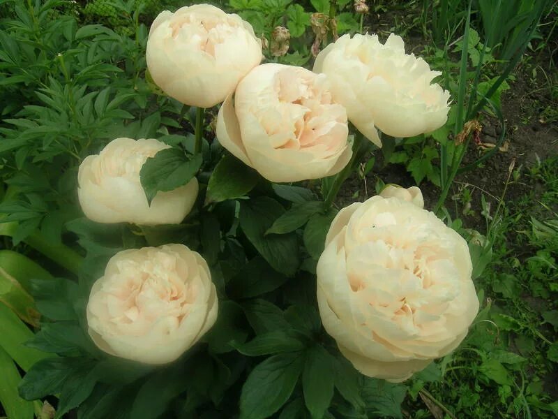 Пион Pastelegance. Пион блонд Вижн. Paeonia (пион) Pastelegance. Пион пастель Элеганс.