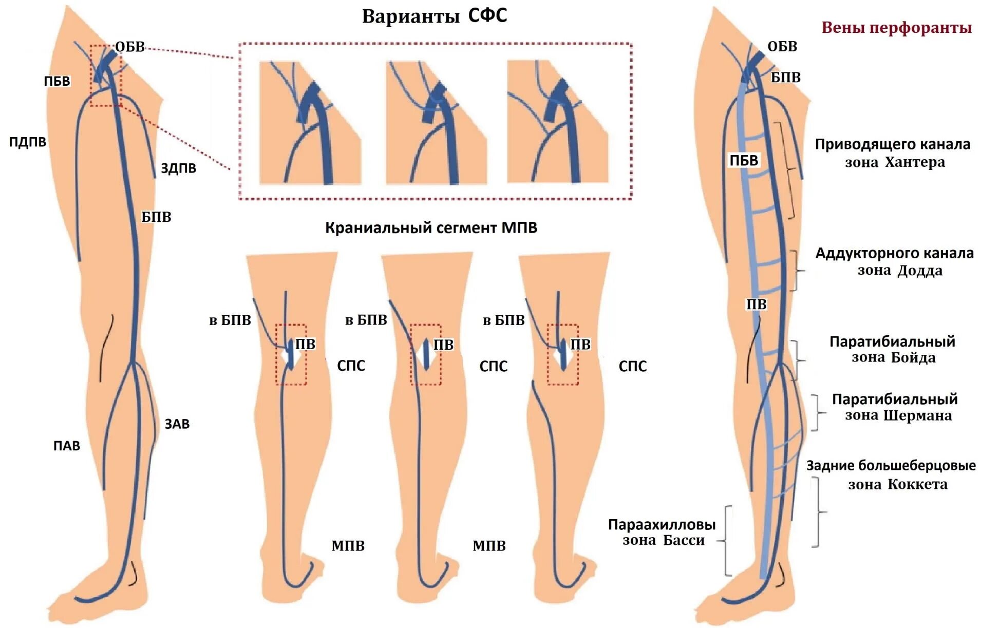 Карта вен нижних конечностей. БПВ вен нижних конечностей анатомия. БПВ большая подкожная Вена. Что такое БПВ вен нижних конечностей. Большая подкожная Вена ноги (Vena saphena Magna).