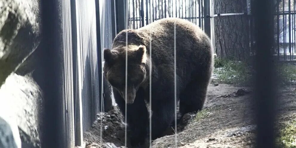 Новосибирский зоопарк вольеры. Животные новосибирского зоопарка. новосибирский зоопарк внутри. краснокнижные животные новосибирского зоопарка. новосибирский зоопарк новый вольер для медведей.