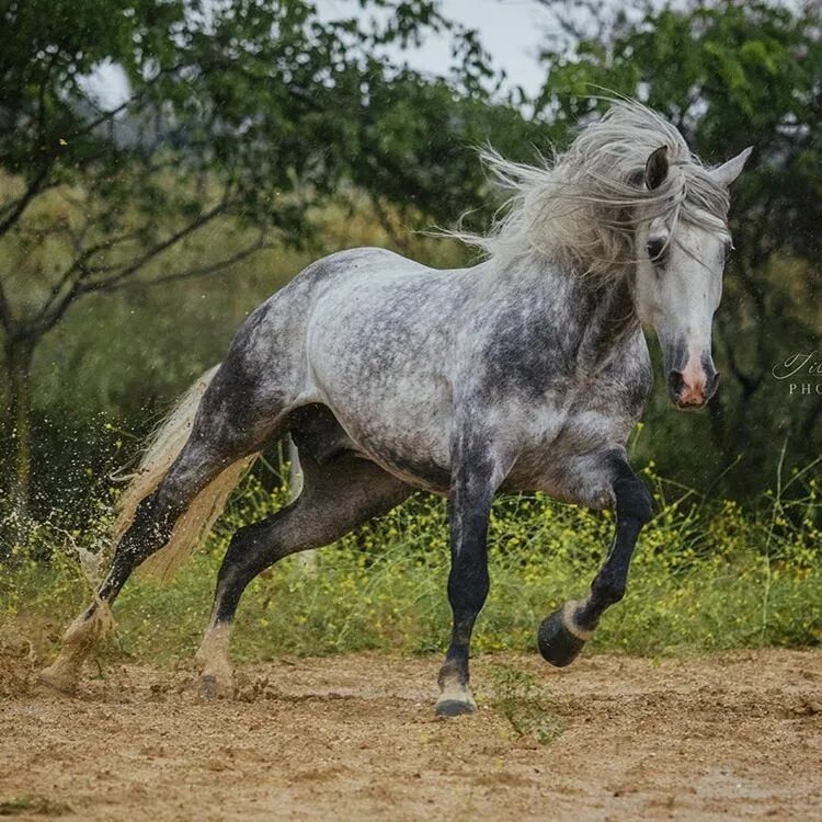 Андалузская лошадь серая. Андалузская пегая. Андалузский рысак. Андалузская лошадь серая в яблоко. Кони в яблоках песня слушать