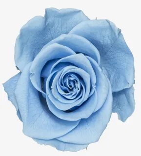 Big baby blue