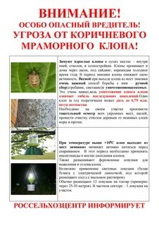 Мраморный клоп дома