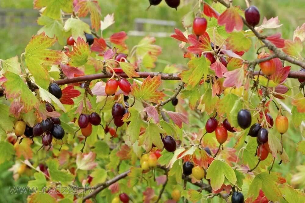 Текст весной неистово пылает золотистая смородина. Смородина золотистая (ribes Aureum Pursh). Смородина золотистая Шафак. Репис Дикая смородина. Крандаль смородина золотистая.