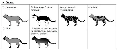 Характеристики соответствующие внешнему строению кошки