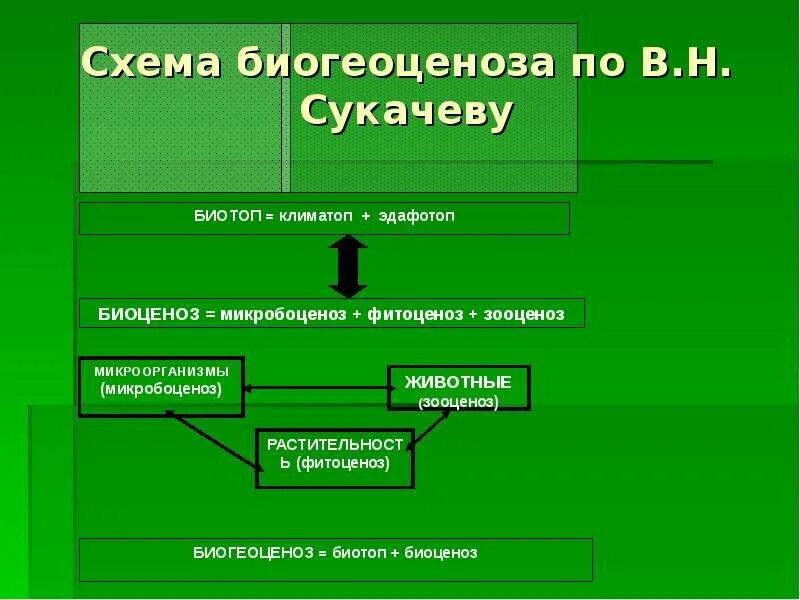 Основа биогеоценоза. Схема биогеоценоза. Структура биогеоценоза схема. Схема биогеоценоза по Сукачеву. Биогеоценоз основа