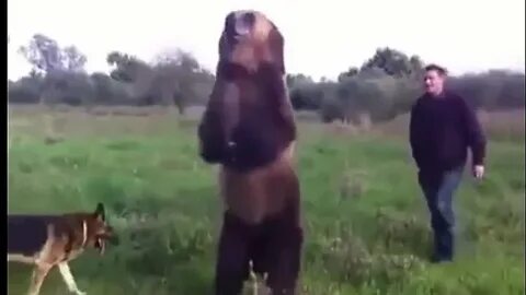 Хороший медведь видео