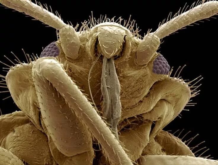 Bed bugs' thick skins beat insecticide Bed bugs, Rid of bed bugs, Thick skin