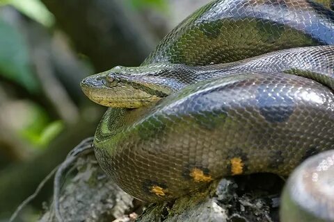Anaconda mac