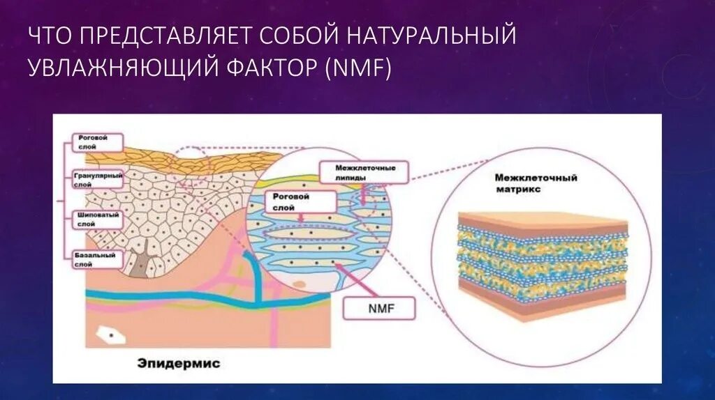 Натуральный увлажняющий фактор. Натуральный увлажняющий фактор эпидермиса NMF это. Эпидермальный барьер и гидролипидная мантия. Эпидермальный липидный барьер. NMF натуральный увлажняющий фактор.