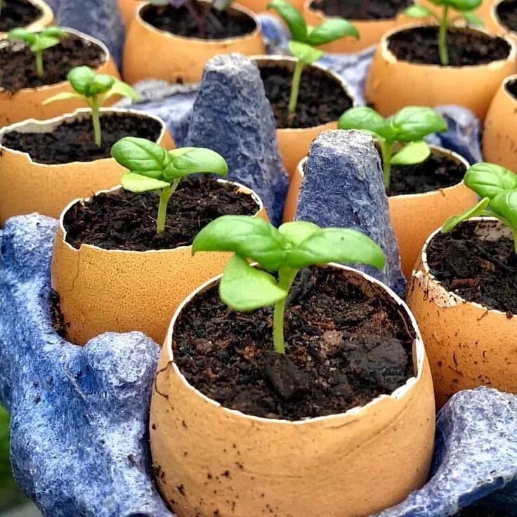 Simply plants. Eggshells for seedlings. Як вирощувати розсаду баклажанів в домашніх умовах?. Як виростити фуксію з насіння?.