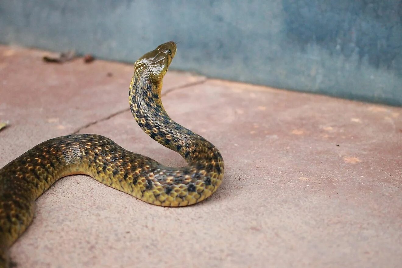Snake bites
