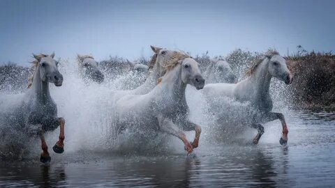 Белая лошадь на воде заставка